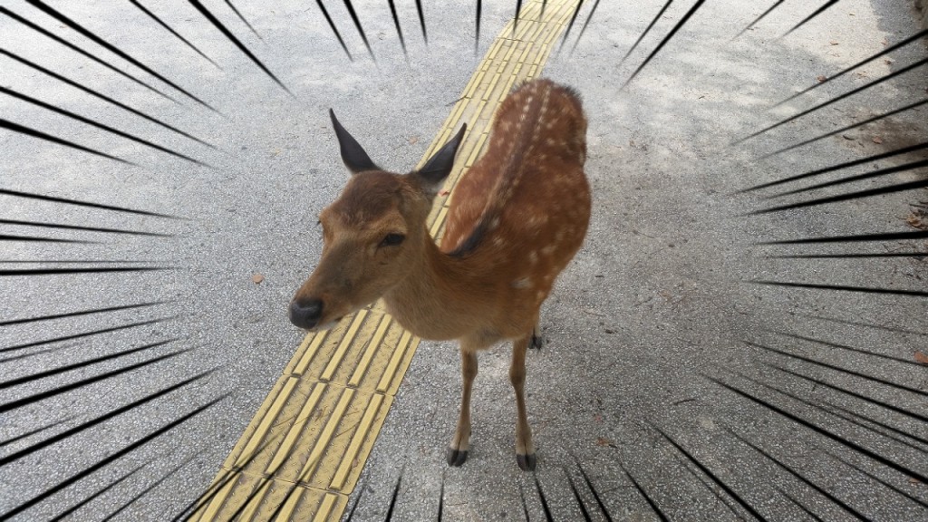 宮島の鹿を接写
